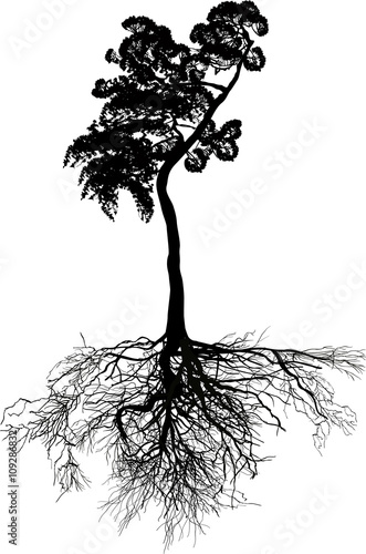 isolated black high pine with large root