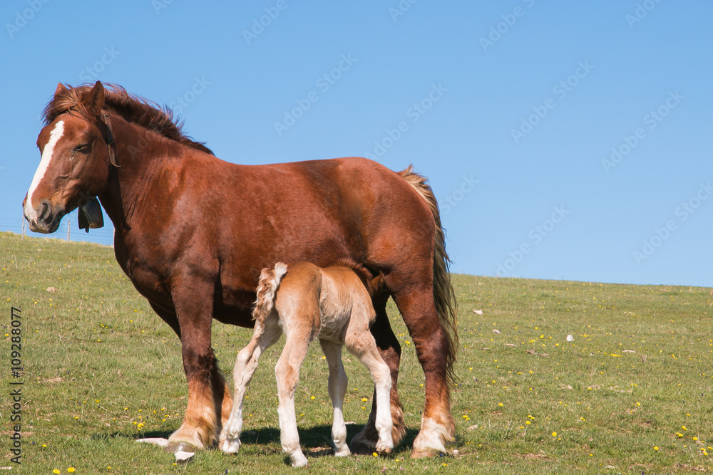 Haflinger pony mare with nice foal Haflinger pony mare with nice foal