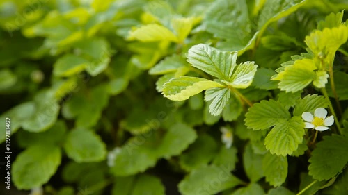 blooming strawberry