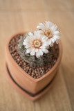 Gymnocalycium cactus flower in clay pot like heart shape