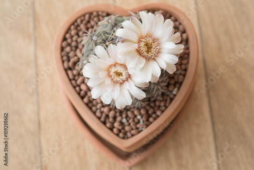 Gymnocalycium cactus flower in clay pot like heart shape