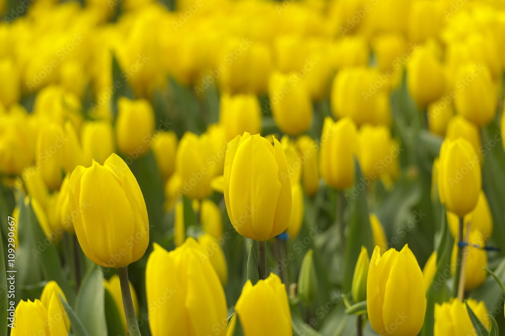 Beautiful Yellow Tulips in Spring background Beautiful Yellow Tulips in Spring background