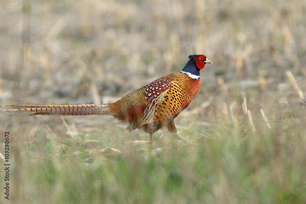 Fototapeta premium colorful pheasant in spring field