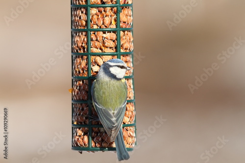 Φωτογραφία blue tit on bird feeder