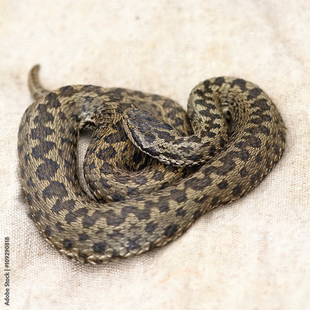 Obraz premium meadow viper on burlap