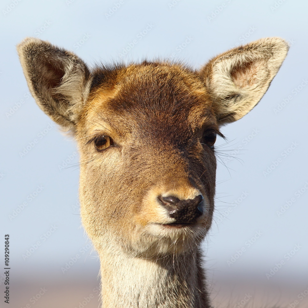 portrait of deer calf portrait of deer calf