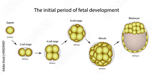 The initial period of fetal development. The structure of the zygote, blastocyst. Infographics. Vector illustration on isolated background