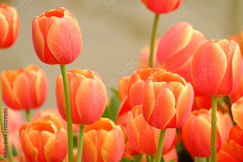 many of orange tulips background