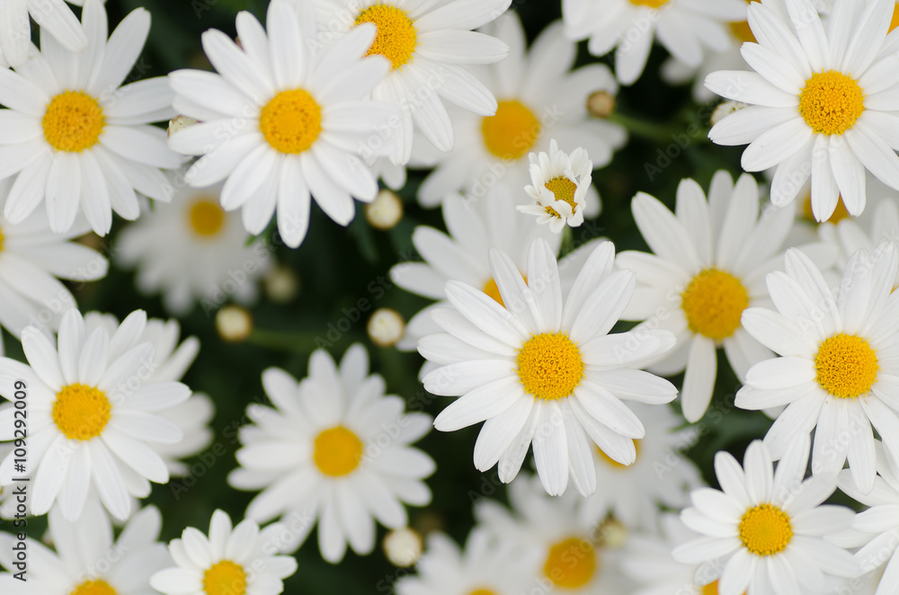 Daisy flower Daisy flower