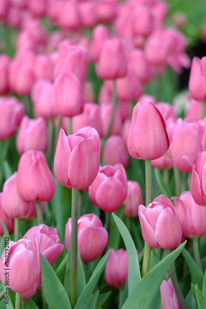 Pink tulips the garden background Pink tulips the garden background