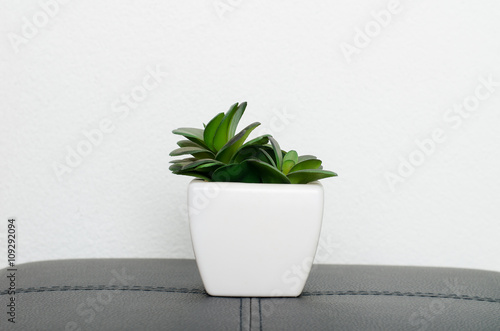 Decorative plant