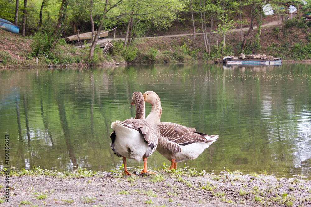 Fototapeta premium geese standing near pond