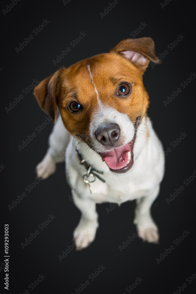 Cute Jack Russel Terrier