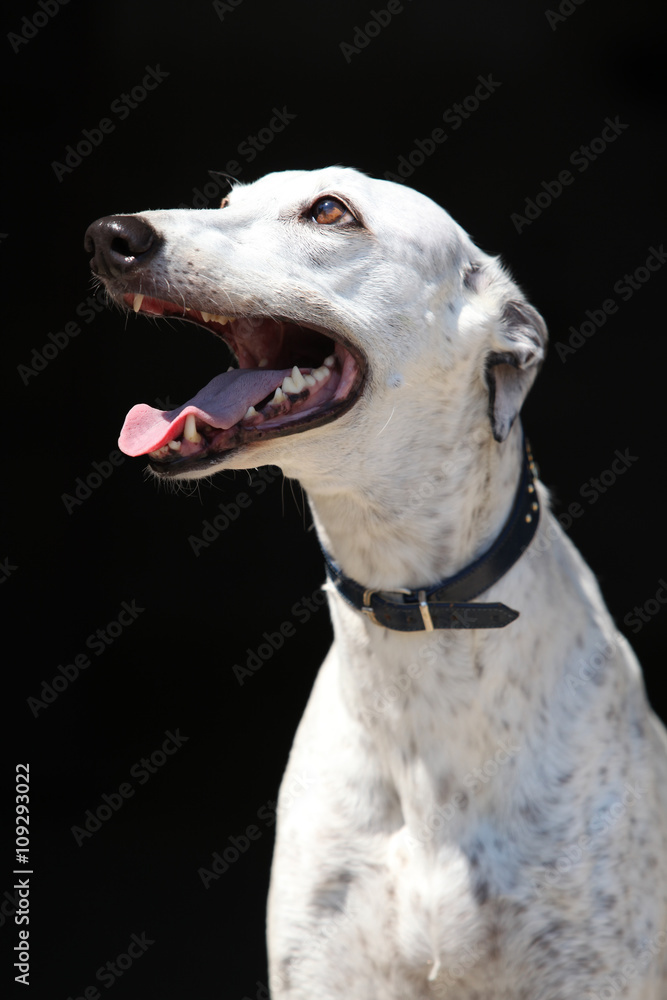 Amazing Greyhound isolated on black background