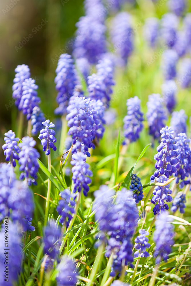 Obraz premium Blue flowers in natural eviroment 