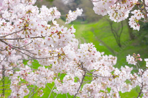 満開の桜 © mal14