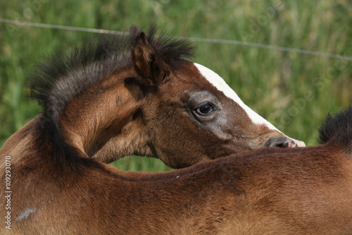 Amazing foal taking care of itself