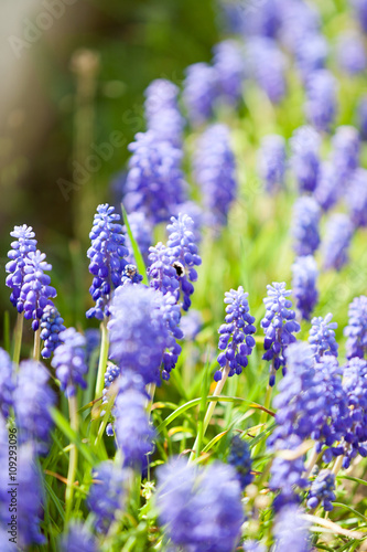 Blue flowers in natural eviroment 