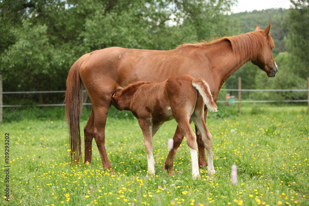 Beautiful mare with its foal on pasturage Beautiful mare with its foal on pasturage