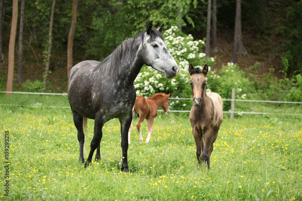 Beautiful mare with its foal on pasturage