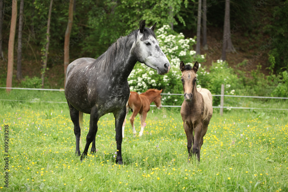 Beautiful mare with its foal on pasturage Beautiful mare with its foal on pasturage