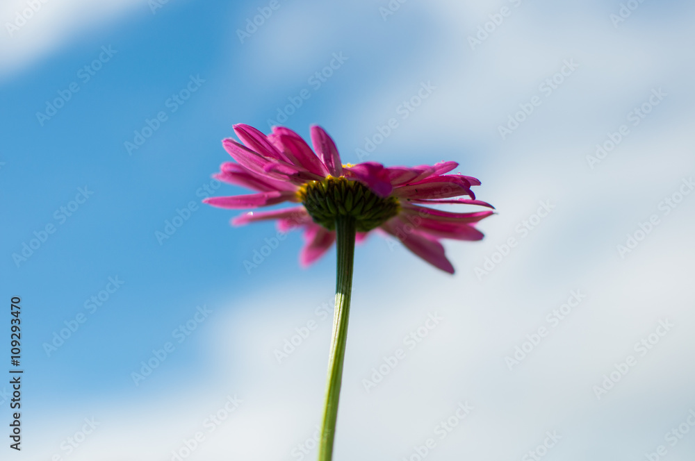 pink flower on sky background
