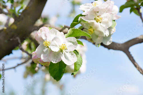 Spring Cherry flowers blossom tree branch on Bokeh background