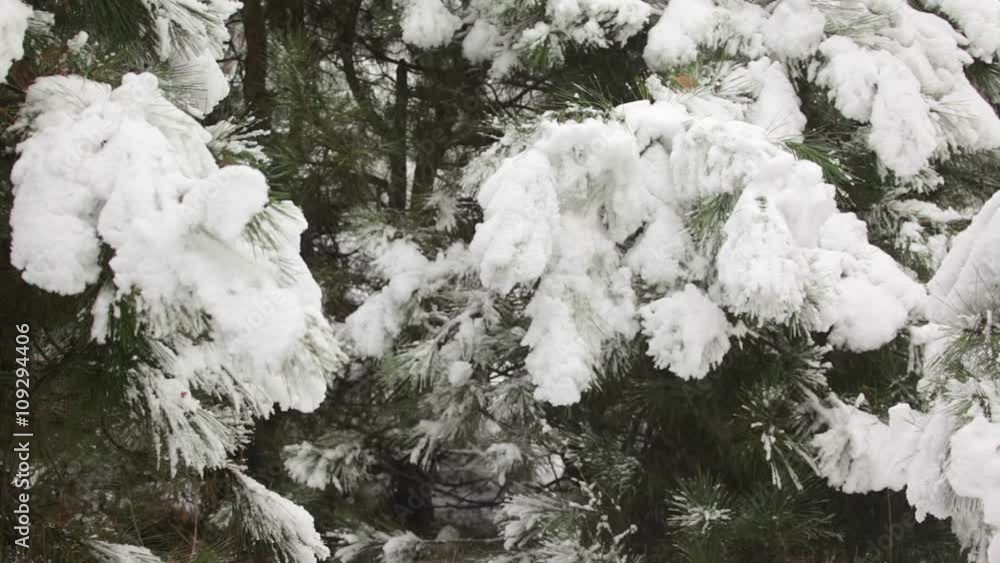 Fir trees brunches covered with snow Fir trees brunches covered with snow