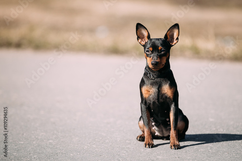 Funny Cute Female Black Color Miniature Pinscher Pincher Outdoor