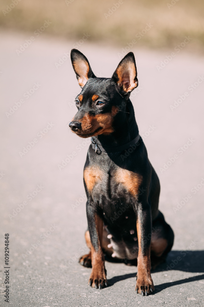 Funny Cute Female Black Color Miniature Pinscher Pincher Outdoor Funny Cute Female Black Color Miniature Pinscher Pincher Outdoor