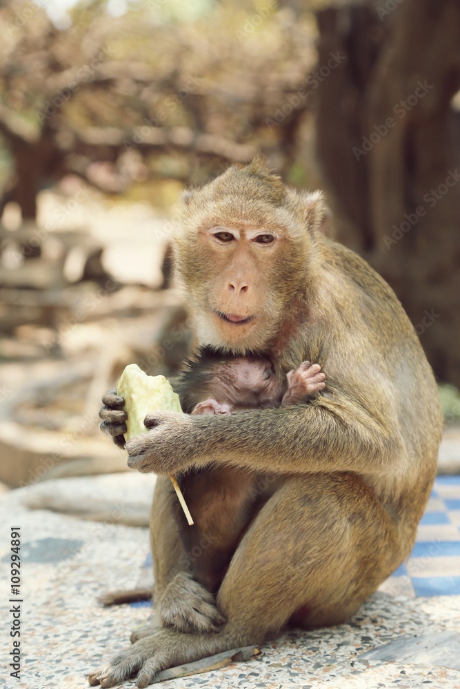 Portrait of monkey - eating, playing
