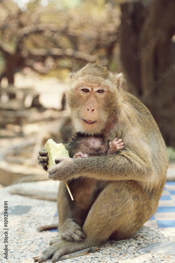 Naklejka premium Portrait of monkey - eating, playing 