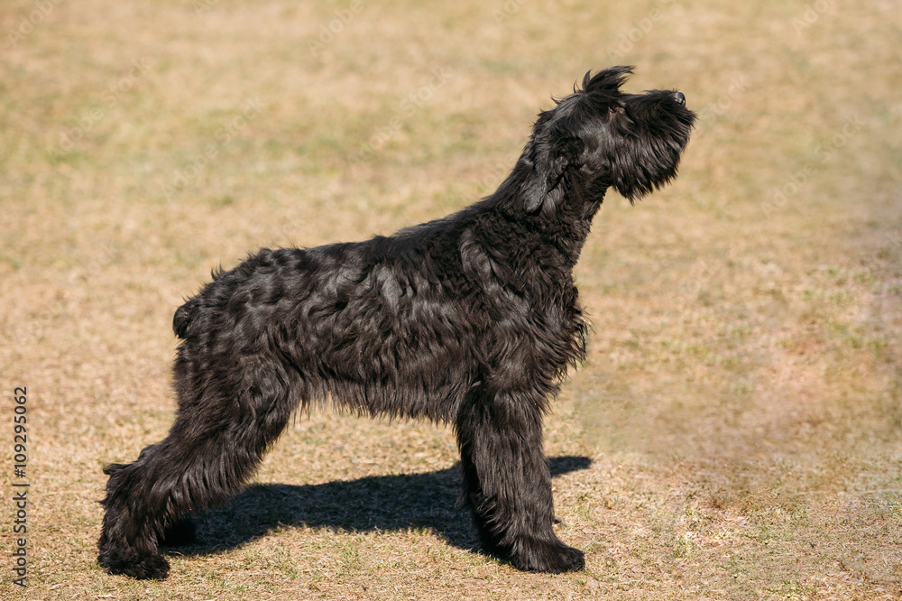 Giant Schnauzer Or Riesenschnauzer Dog Outdoor