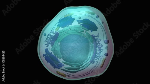 Animation of organelles photo