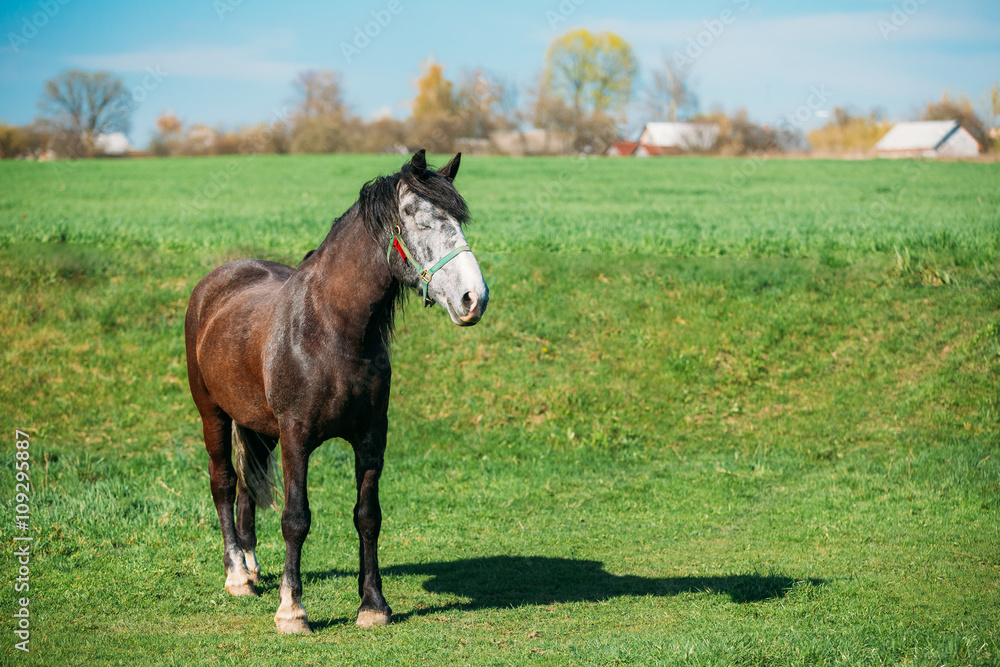 Brown Horse Grazing In Meadow With Green Grass In Summer Sunny D Brown Horse Grazing In Meadow With Green Grass In Summer Sunny D