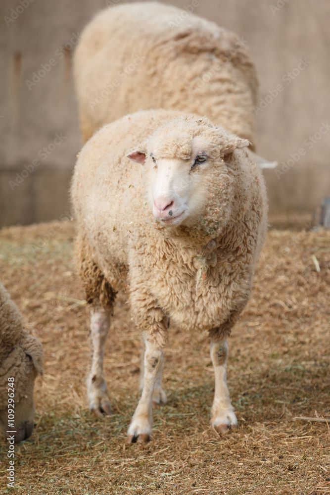 Fototapeta premium 羊のポートレート