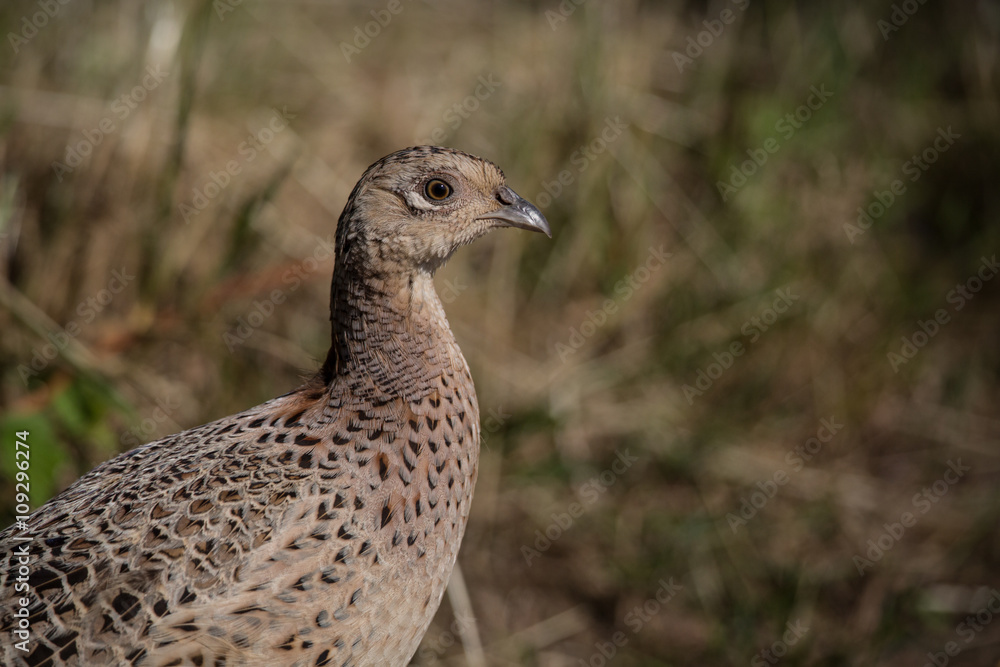 wild game bird, female pheasant (phasianus colchicus) 1 wild game bird, female pheasant (phasianus colchicus) 1