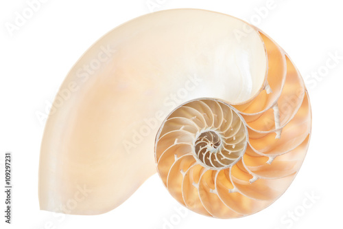 Fotobehang Nautilus shell section on white, clipping path