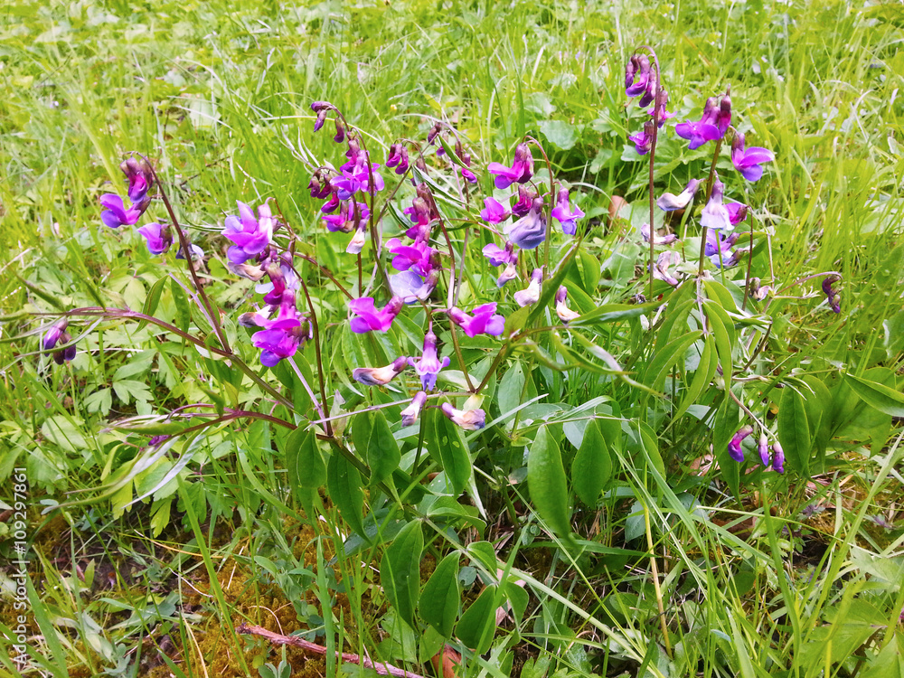 Fototapeta premium Frühlingsbeginn in der Natur, violett blühende Frühlings-Blatterbse auf einer Wiese, Lathyrus vernus