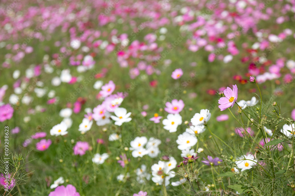 コスモスの花