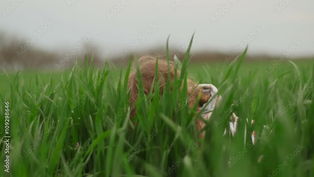 Red-haired little girl playing on grass Red-haired little girl playing on grass
