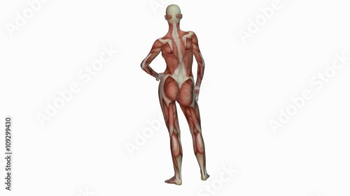 Muscular system of human female