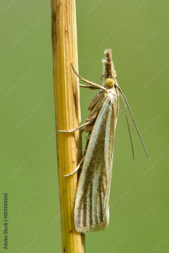 Crambus perlella micro moth at rest on grass. Small insect in the family Crambidae, known as the grass moths Crambus perlella micro moth at rest on grass. Small insect in the family Crambidae, known as the grass moths