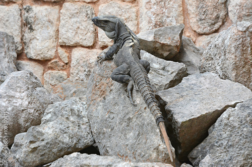 Iguana sits on the cliff near Mayan archeological site Uxmal.