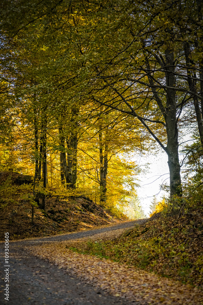 Obraz premium Höstväg.