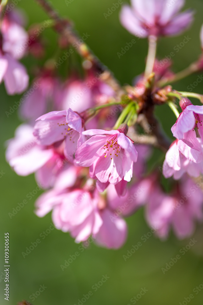 桜の花 桜の花