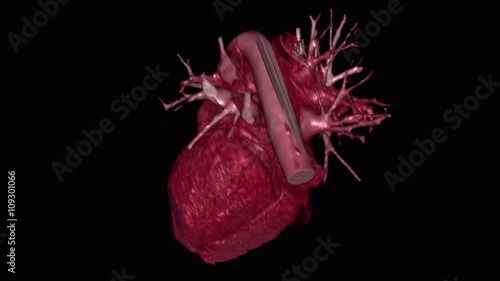 Beating human heart