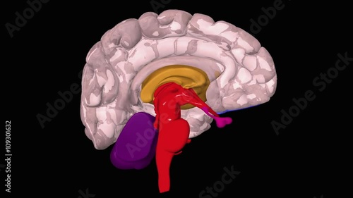 Animation of human brain photo