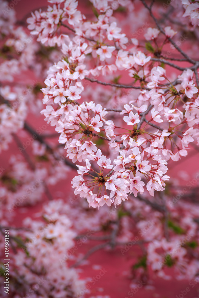 桜の花 桜の花