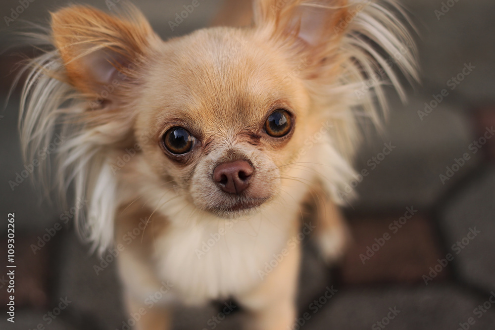 Longhair chihuahua curled up in a ball on her bed, Longhair chihuahua looking at camera